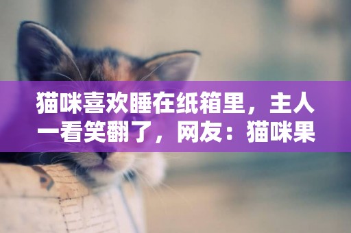 貓咪喜歡睡在紙箱里，主人一看笑翻了，網友：貓咪果然是液體動物 