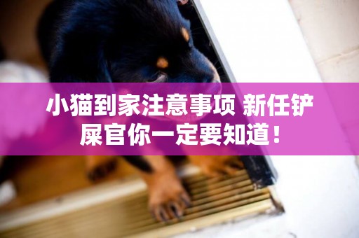 小貓到家注意事項 新任鏟屎官你一定要知道！