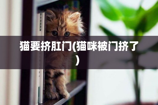 貓要擠肛門(貓咪被門擠了) 