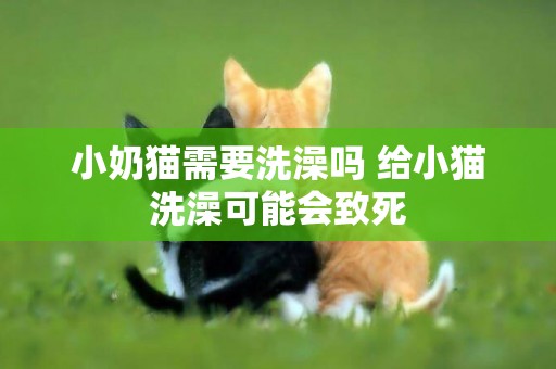小奶貓需要洗澡嗎 給小貓洗澡可能會致死