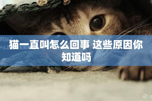 貓一直叫怎么回事 這些原因你知道嗎