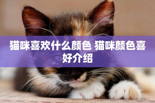 貓咪喜歡什么顏色 貓咪顏色喜好介紹