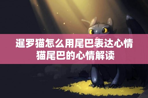 暹羅貓怎么用尾巴表達心情 貓尾巴的心情解讀