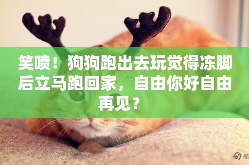 笑噴！狗狗跑出去玩覺得凍腳后立馬跑回家，自由你好自由再見？ 