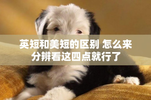 英短和美短的區別 怎么來分辨看這四點就行了