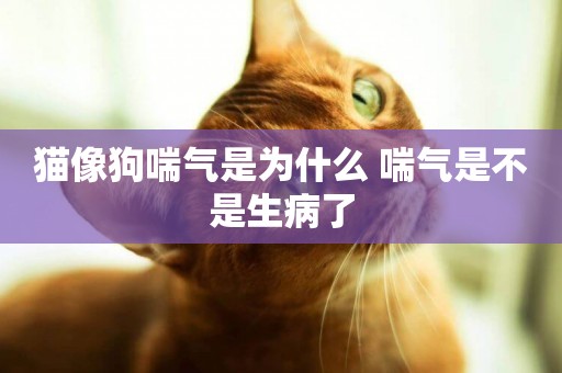 貓像狗喘氣是為什么 喘氣是不是生病了
