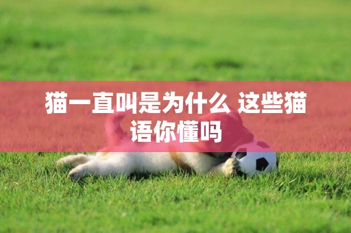貓一直叫是為什么 這些貓語你懂嗎