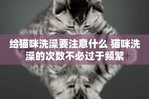 給貓咪洗澡要注意什么 貓咪洗澡的次數不必過于頻繁