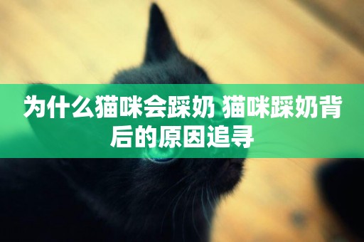 為什么貓咪會踩奶 貓咪踩奶背后的原因追尋