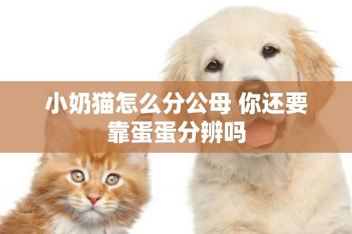 小奶貓怎么分公母 你還要靠蛋蛋分辨嗎