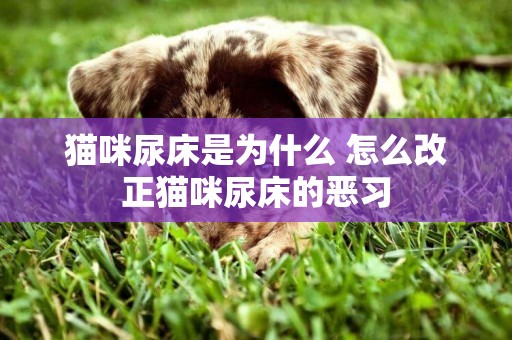 貓咪尿床是為什么 怎么改正貓咪尿床的惡習