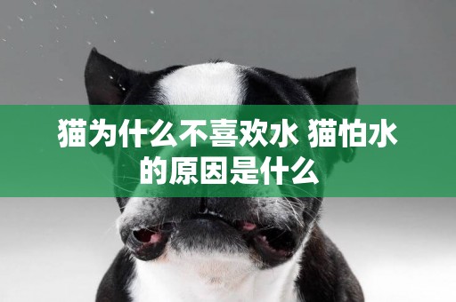 貓為什么不喜歡水 貓怕水的原因是什么