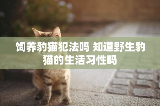 飼養豹貓犯法嗎 知道野生豹貓的生活習性嗎
