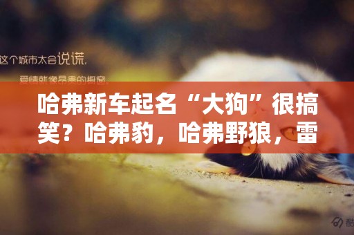 哈弗新車起名“大狗”很搞笑？哈弗豹，哈弗野狼，雷電炮，了解下 