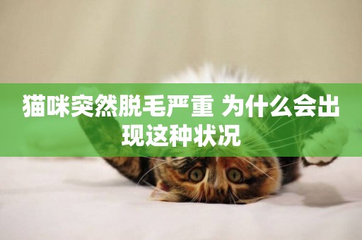貓咪突然脫毛嚴重 為什么會出現這種狀況 貓咪突然脫毛嚴重 為什么會出現這種狀況