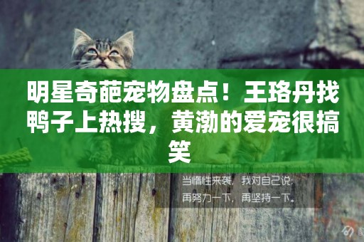 明星奇葩寵物盤點！王珞丹找鴨子上熱搜，黃渤的愛寵很搞笑 