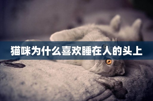 貓咪為什么喜歡睡在人的頭上