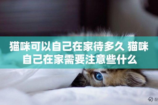 貓咪可以自己在家待多久 貓咪自己在家需要注意些什么