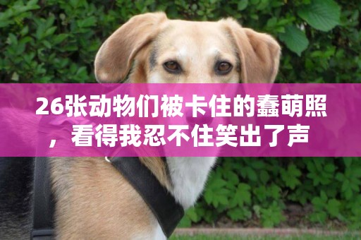26張動物們被卡住的蠢萌照，看得我忍不住笑出了聲 