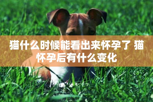 貓什么時候能看出來懷孕了 貓懷孕后有什么變化