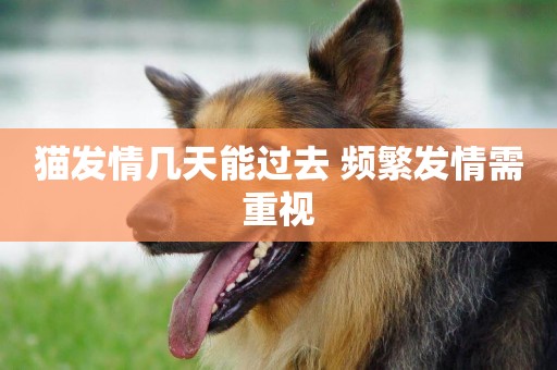 貓發情幾天能過去 頻繁發情需重視