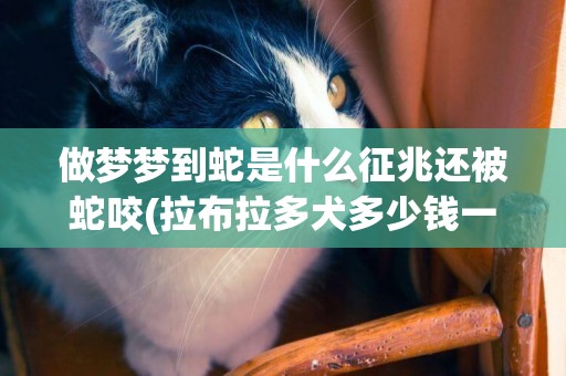 做夢夢到蛇是什么征兆還被蛇咬(拉布拉多犬多少錢一只) 