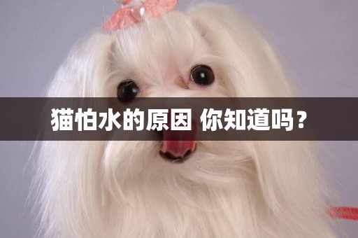 貓怕水的原因 你知道嗎？