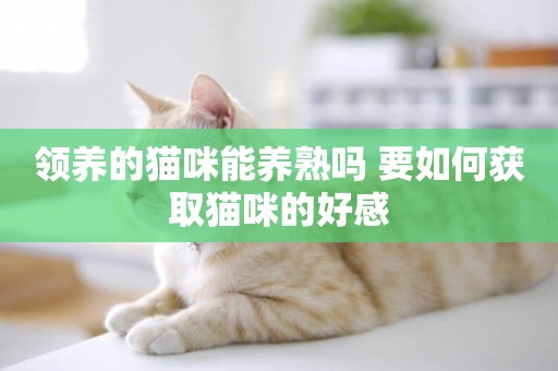 領養的貓咪能養熟嗎 要如何獲取貓咪的好感
