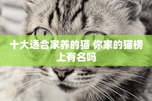十大適合家養的貓 你家的貓榜上有名嗎
