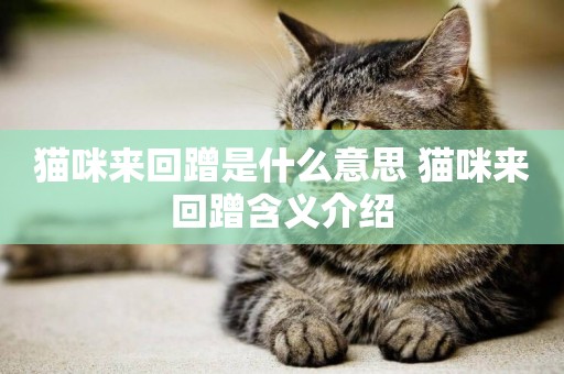貓咪來回蹭是什么意思 貓咪來回蹭含義介紹
