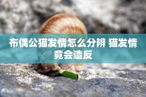 布偶公貓發情怎么分辨 貓發情竟會造反