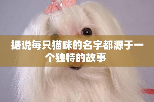 據說每只貓咪的名字都源于一個獨特的故事 