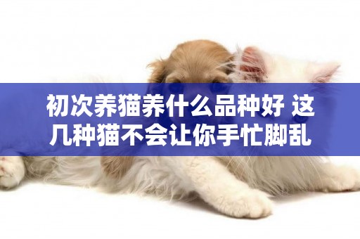 初次養貓養什么品種好 這幾種貓不會讓你手忙腳亂
