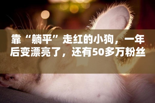 靠“躺平”走紅的小狗，一年后變漂亮了，還有50多萬粉絲 
