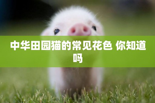 中華田園貓的常見花色 你知道嗎