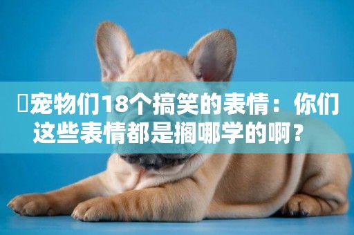 ?寵物們18個搞笑的表情：你們這些表情都是擱哪學的啊？ 