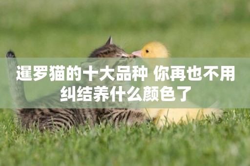 暹羅貓的十大品種 你再也不用糾結養什么顏色了