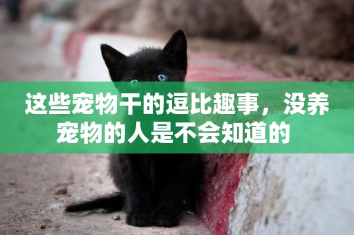 這些寵物干的逗比趣事，沒養寵物的人是不會知道的 