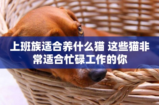 上班族適合養什么貓 這些貓非常適合忙碌工作的你
