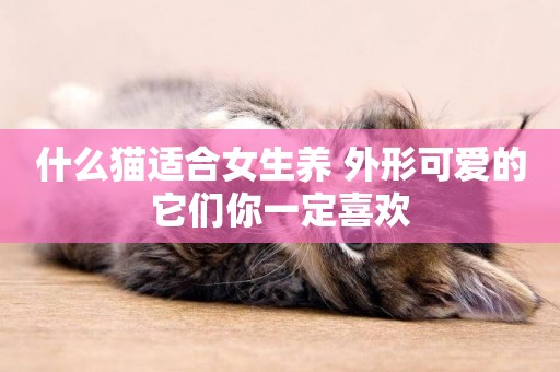 什么貓適合女生養 外形可愛的它們你一定喜歡