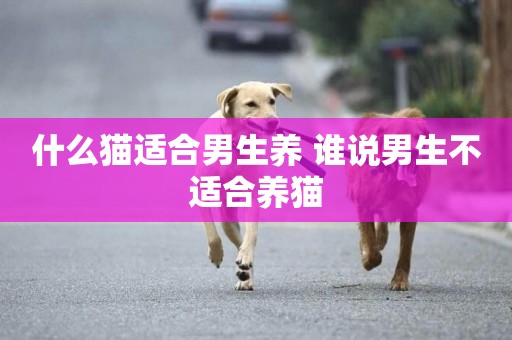 什么貓適合男生養 誰說男生不適合養貓