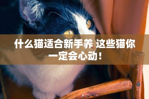 什么貓適合新手養 這些貓你一定會心動！