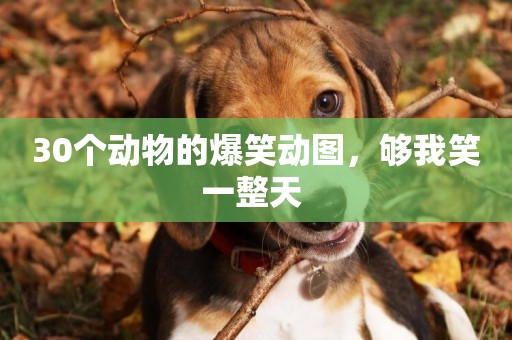 30個動物的爆笑動圖，夠我笑一整天 