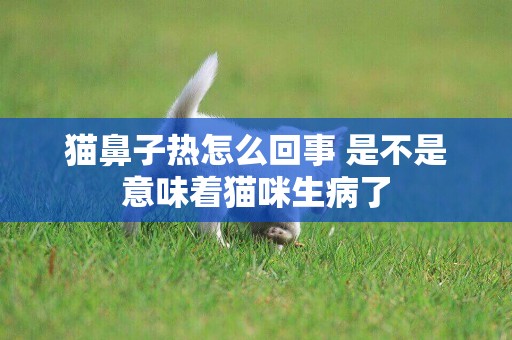 貓鼻子熱怎么回事 是不是意味著貓咪生病了