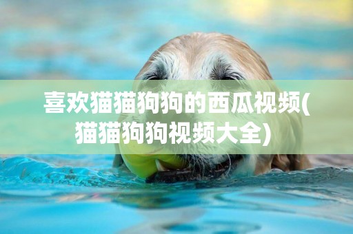 喜歡貓貓狗狗的西瓜視頻(貓貓狗狗視頻大全) 