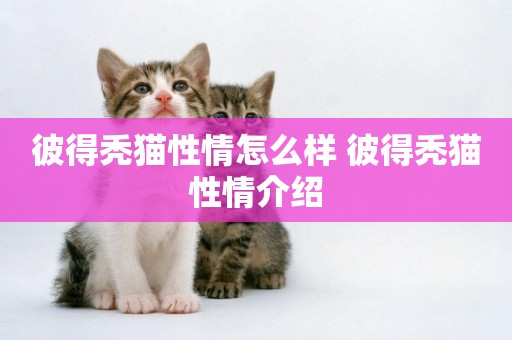 彼得禿貓性情怎么樣 彼得禿貓性情介紹