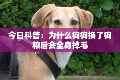 今日科普：為什么狗狗換了狗糧后會全身掉毛