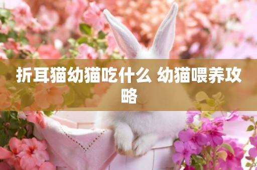 折耳貓幼貓吃什么 幼貓喂養攻略