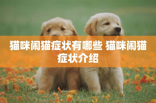貓咪鬧貓癥狀有哪些 貓咪鬧貓癥狀介紹