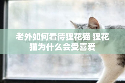老外如何看待貍花貓 貍花貓為什么會受喜愛